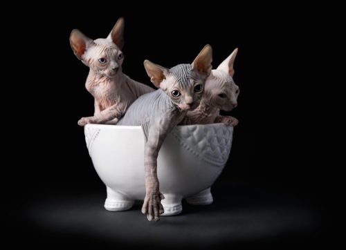 Sphynx cat