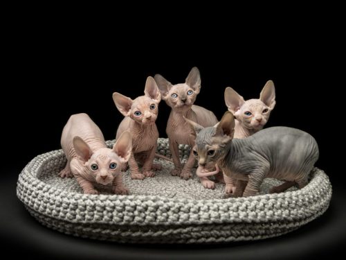 Sphynx cat